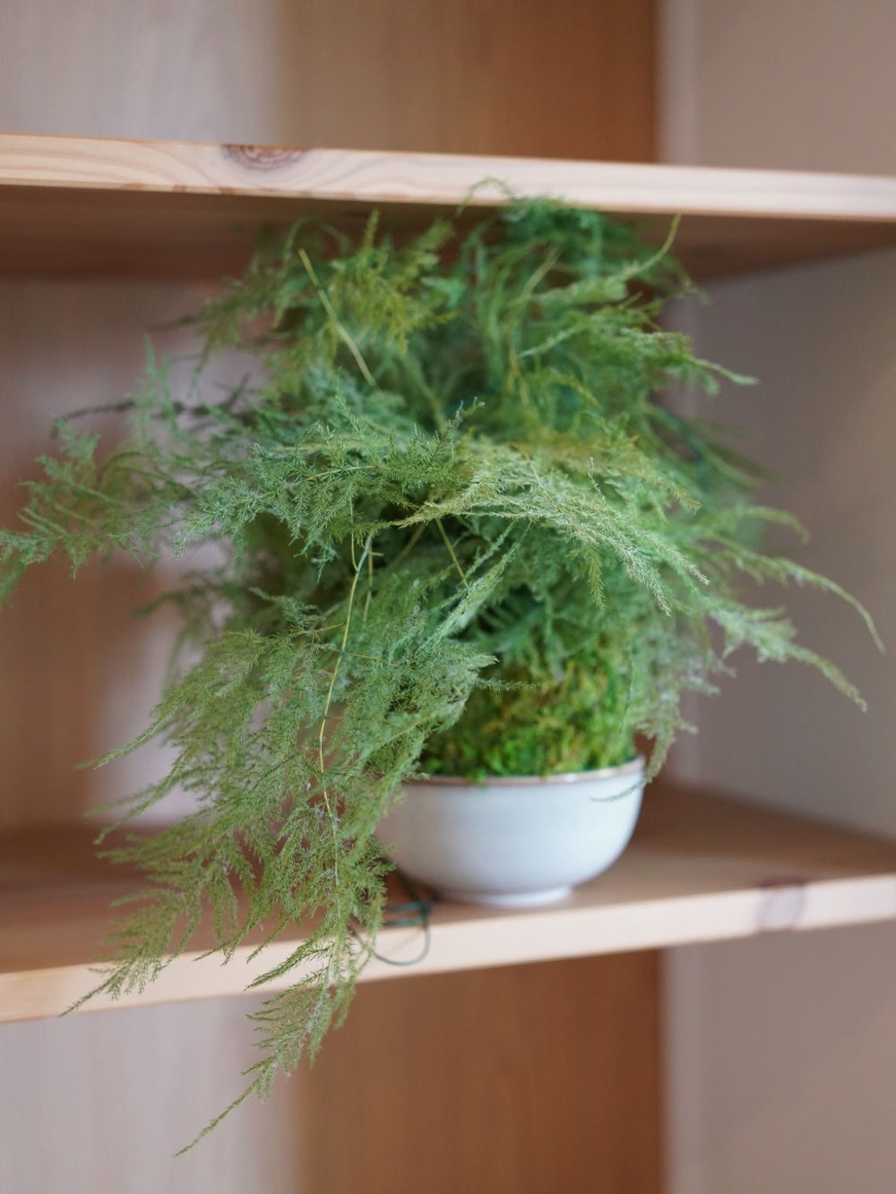 Featherleaf Fern Kokedama - Preserved Moss and Fern Plant